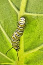 Extreme cose-up of a monarch feeding on  a giant milkweed bloom. Royalty Free Stock Photo