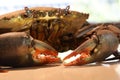 A variety of close up views and angles of a live fresh mud crab. Claws, mouth face and shell detail. Wild caught crustacean. Inter