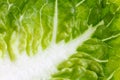 Extreme detail of gem lettuce