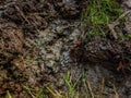 This is the extreme detail muddy soil close-up shot in the paddy field in a winter morning