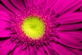 Close up of Violet gerbera flower with yellow centre and beautiful soft petals Royalty Free Stock Photo