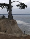 Extreme erosion, cypress tree hanging on trying to survive