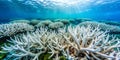 Extreme example of coral bleaching due to climate issues Generative By AI