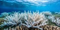 Extreme example of coral bleaching due to climate issues Generative By AI