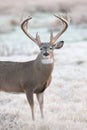 Extreme Heavy Mass Whitetail Buck Royalty Free Stock Photo