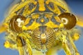 Extreme insect closeup