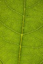 Extreme Leaf Close Up