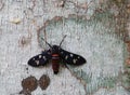 Extreme lose up of a rubber tree trunk with a female wasp moth