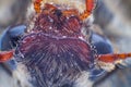 Extreme macro of a may beetle face closeup, front view Royalty Free Stock Photo