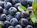 Extreme macro blueberries in drops of water background. Fresh ripe summer organic berries harvest, in dark Royalty Free Stock Photo