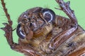Extreme macro of brown beetle