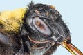 Extreme macro bumble bee Royalty Free Stock Photo