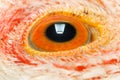 Extreme macro of chicken eye Royalty Free Stock Photo