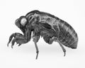 Extreme macro close up of Cicada insect nymph Royalty Free Stock Photo