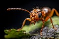 Extreme macro close-up photograph of a Ant on a leaf, dark background, in the style of macro photography, generative ai Royalty Free Stock Photo