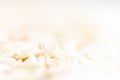 Extreme macro close-up of white jasmine rice on wooden spoon. Creative food concept Royalty Free Stock Photo