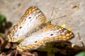 Extreme macro closeup of Anartia jatrophae aka white peacock butterfly Royalty Free Stock Photo