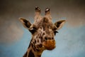 Giraffe portrait in zoo