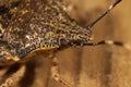 Extreme macro closeup on the head of a mottled shieldbug, Rhaphigaster nebulosa