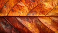 Extreme macro closeup of a large autumn leaf showcasing the mesmerizing network of dry veins and cellular structure with a Royalty Free Stock Photo