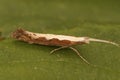 Extreme macro closeup on the small Diamond-back micro moth, Plutella xylostella, sitting on a green leaf