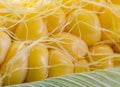 Extreme macro on corn yellow seedsconnected to the cob Royalty Free Stock Photo