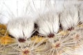 The Caterpillar Of The Tussock Moth