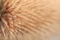 Extreme Macro of dry dipsacus Royalty Free Stock Photo