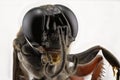 Ultra Close Up Of The Head Of A Black Wasp