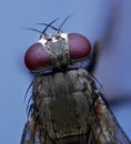 Extreme macro of flies from top Royalty Free Stock Photo