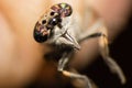 Extreme macro - gadfly eyes and claws closeup macro Royalty Free Stock Photo