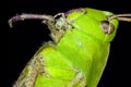 Extreme macro grasshopper