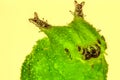 Extreme macro of green caterpillar Royalty Free Stock Photo