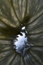 View through the center of the lemon slice, extreme macro abstract