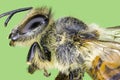 Extreme macro honey bee Royalty Free Stock Photo