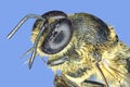 Extreme macro honey bee