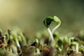 Extreme macro image of heart shaped bud