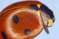 Extreme macro of a lady bug Royalty Free Stock Photo