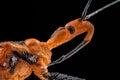 Extreme macro of a Milkweed Assassin Royalty Free Stock Photo