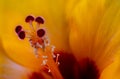 Extreme macro photo of a hibiscus flower\'s stigma reveals a delicate, sticky surface dotted with pollen grains, close up its Royalty Free Stock Photo