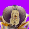 Extreme Macro photo of Hover fly Royalty Free Stock Photo