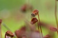 Extreme macro photo of maidenhair