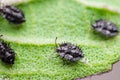 Extreme macro photo of the very small lace bugs nymphs on the flower. Used selective focus. Royalty Free Stock Photo