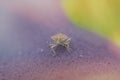 Extreme macro of small shield bug standing on purple leaf surface with soft colorful background insect wildlife detail Royalty Free Stock Photo