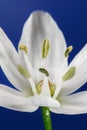 Macro photography of a allium neapolitanum