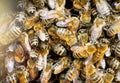 Extreme macro photography of Carniolan Honeybees on a comb frame Royalty Free Stock Photo