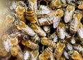 Extreme macro photography of Carniolan Honeybees on a comb frame Royalty Free Stock Photo