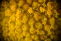 Extreme macro photography of flower, yellow pistils and stamens Royalty Free Stock Photo