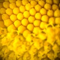 Extreme macro photography of flower, yellow pistils and stamens Royalty Free Stock Photo