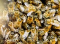 Extreme macro photography of Honeybees on a comb frame Royalty Free Stock Photo